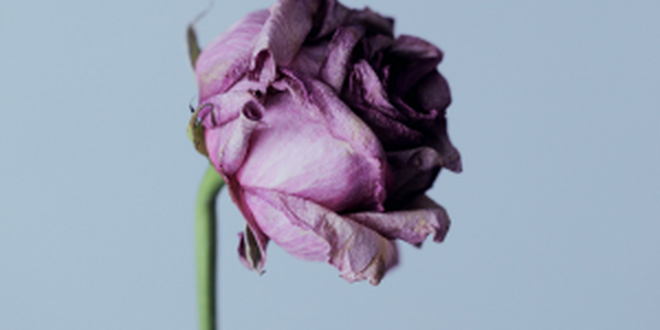 Single dried rose